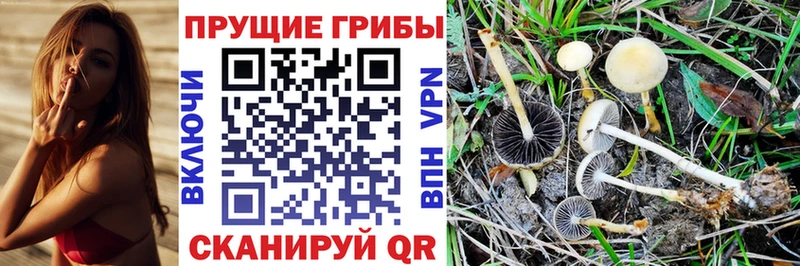 Псилоцибиновые грибы мицелий Берёзовский